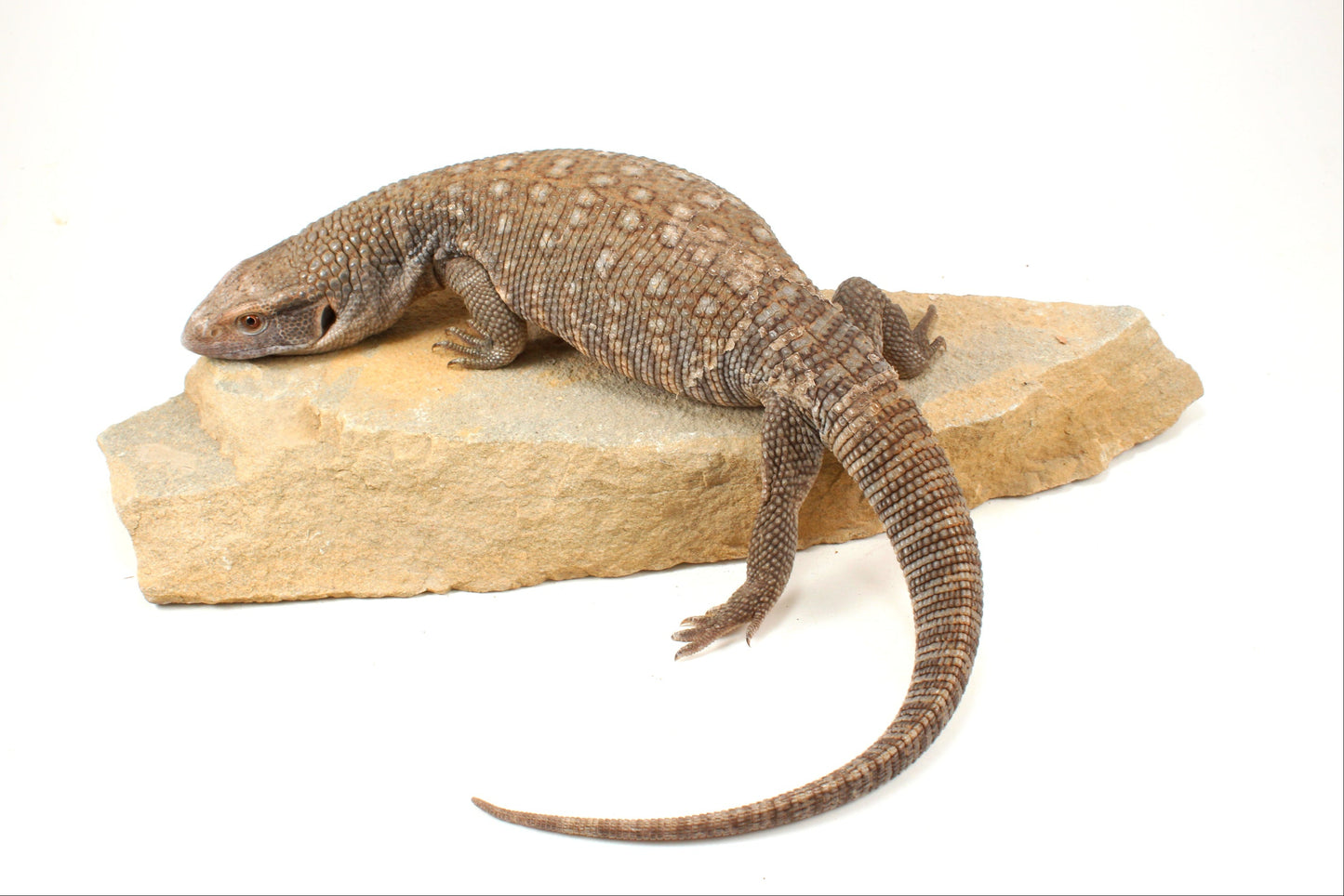 Savannah Monitor