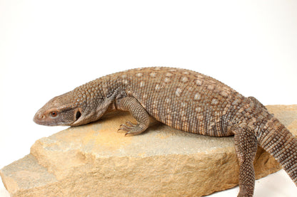 Savannah Monitor