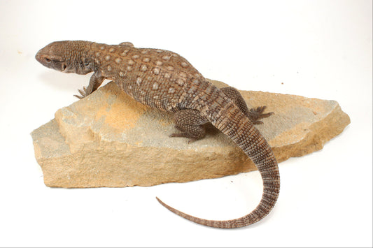Savannah Monitor