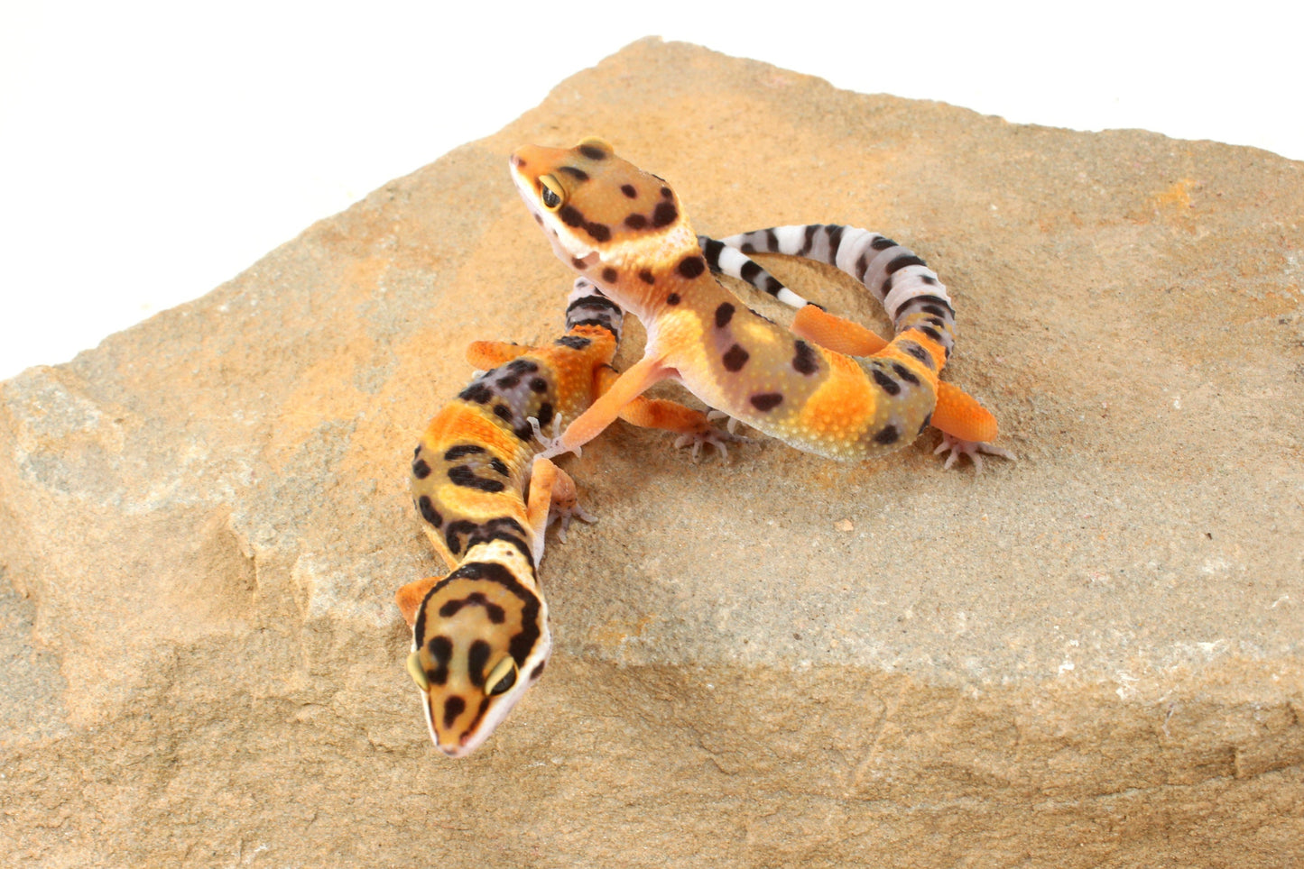 Calico Firefox Leopard Gecko