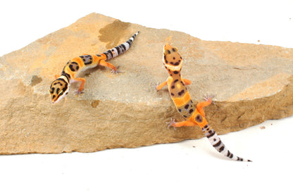 Calico Firefox Leopard Gecko