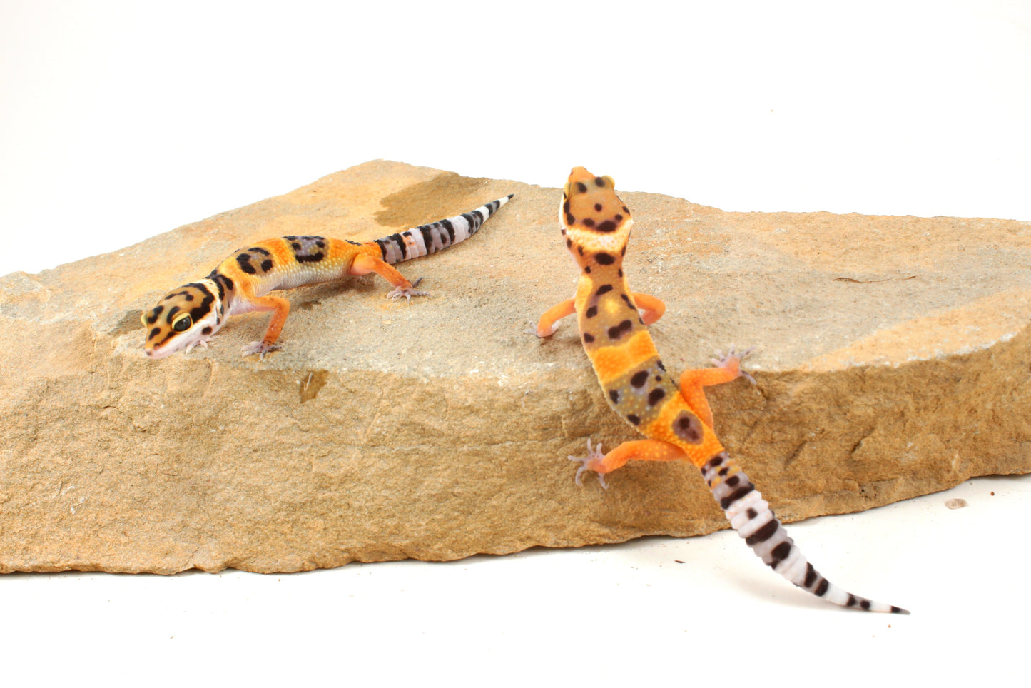 Calico Firefox Leopard Gecko