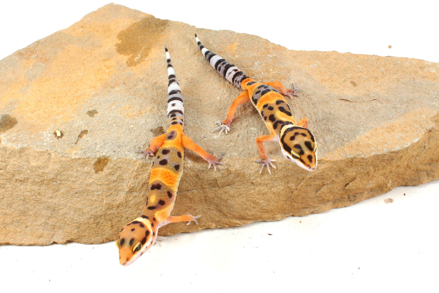 Calico Firefox Leopard Gecko