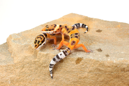 Calico Firefox Leopard Gecko
