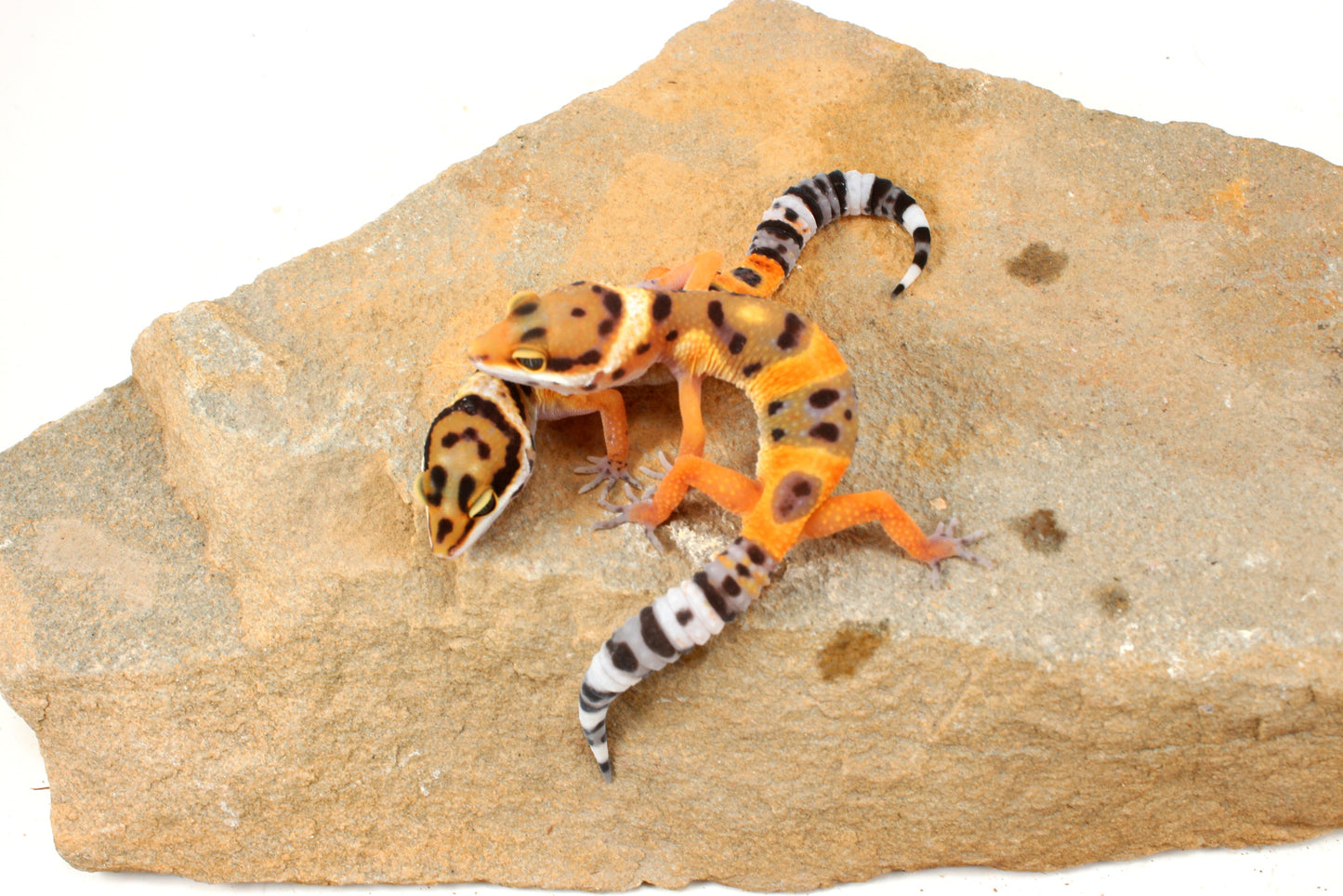 Calico Firefox Leopard Gecko
