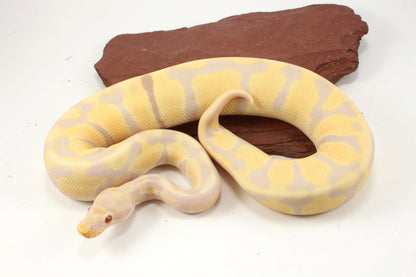 Toffino h. Pied Ball Python