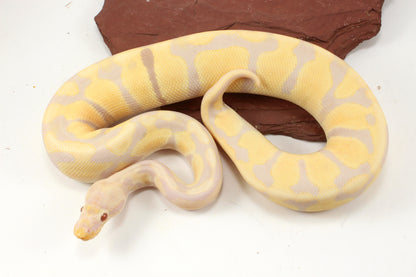 Toffino het Pied Ball Python