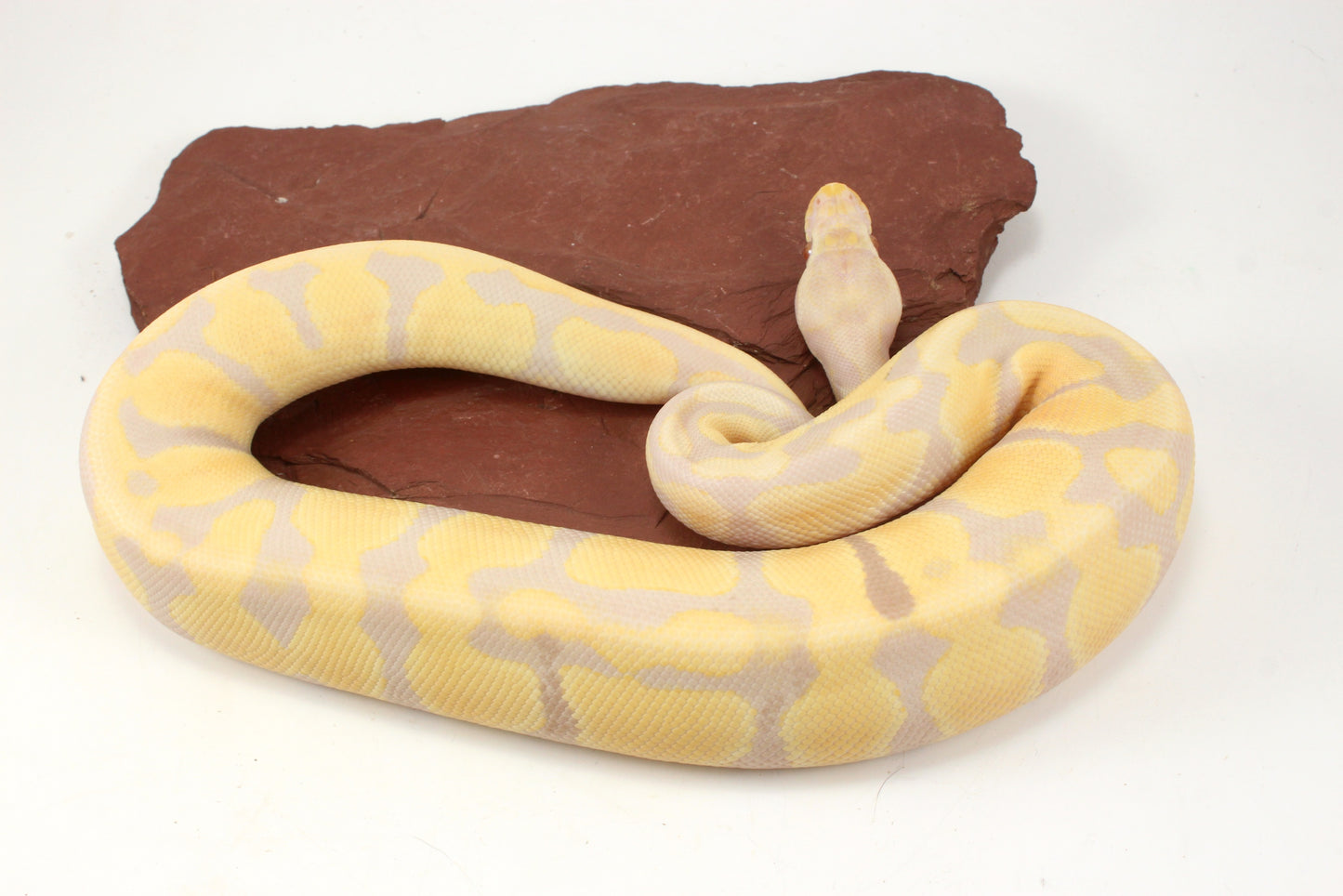 Toffino het Pied Ball Python