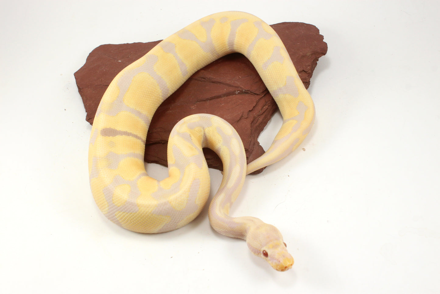 Toffino het Pied Ball Python