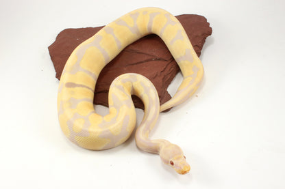 Toffino het Pied Ball Python