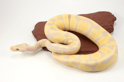 Toffino het Pied Ball Python
