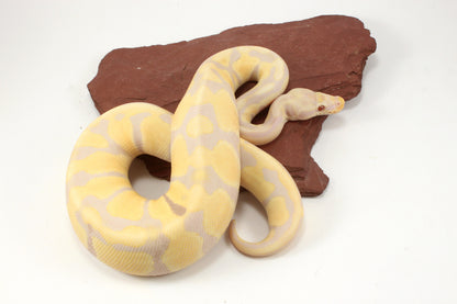 Toffino het Pied Ball Python