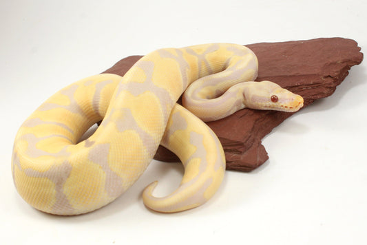 Toffino h. Pied Ball Python