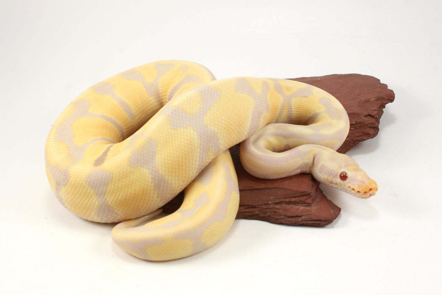 Toffino het Pied Ball Python