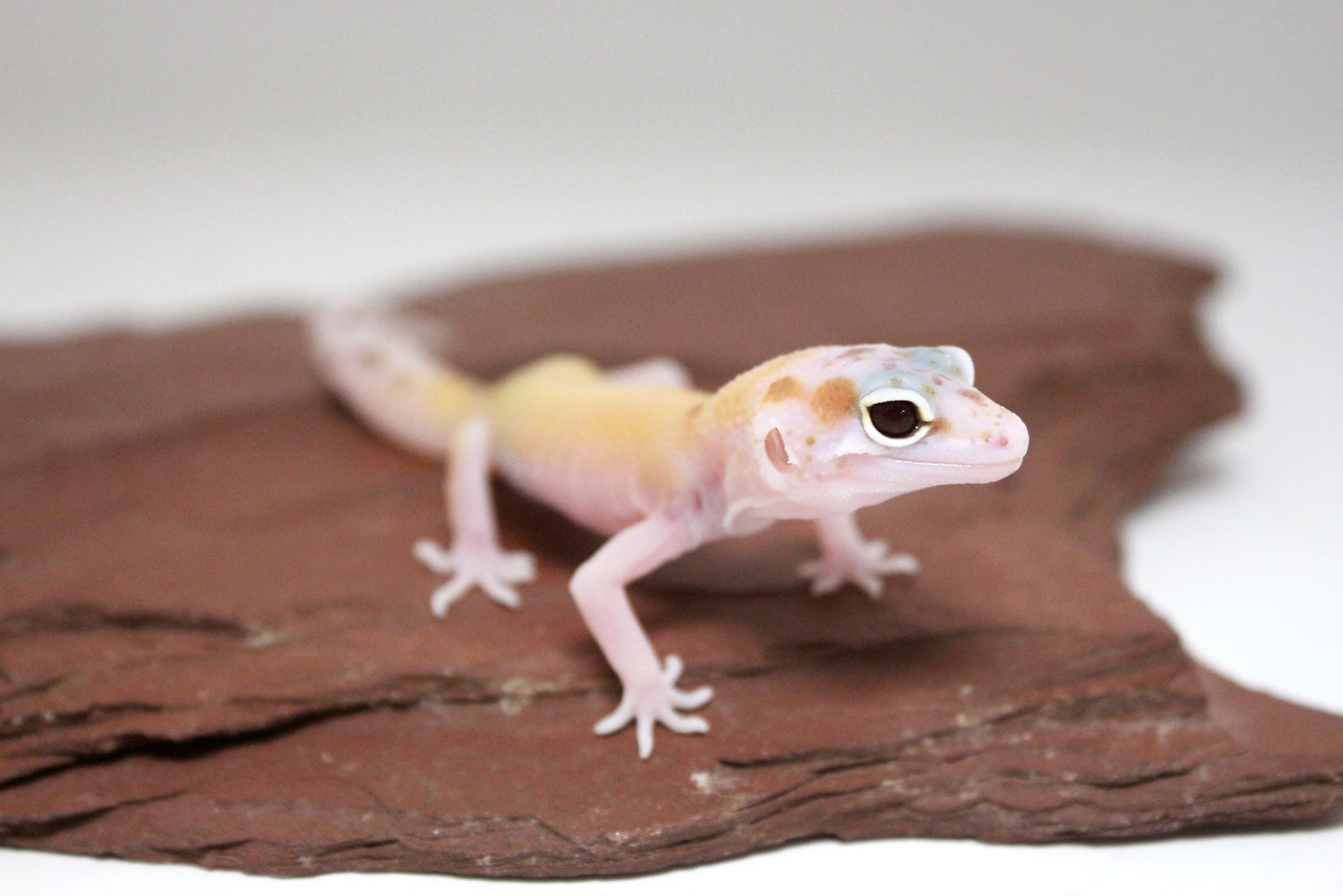 Mack Snow RAPTOR Leopard Gecko