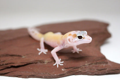 Mack Snow RAPTOR Leopard Gecko