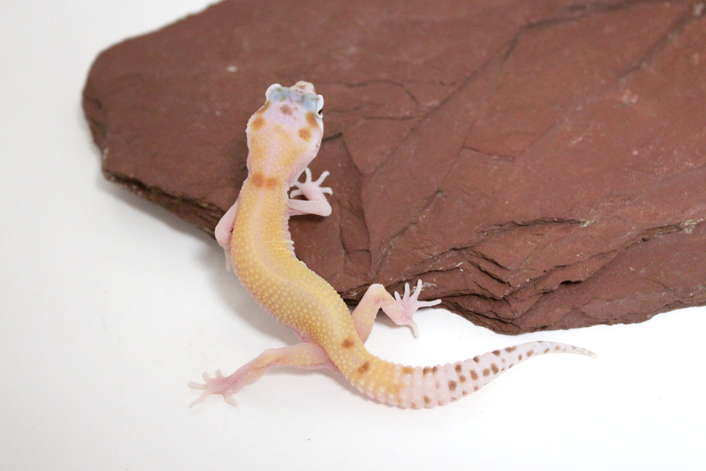 Mack Snow RAPTOR Leopard Gecko