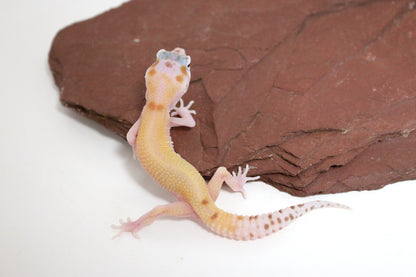 Mack Snow RAPTOR Leopard Gecko