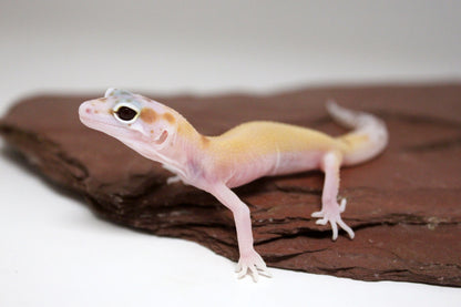 Mack Snow RAPTOR Leopard Gecko