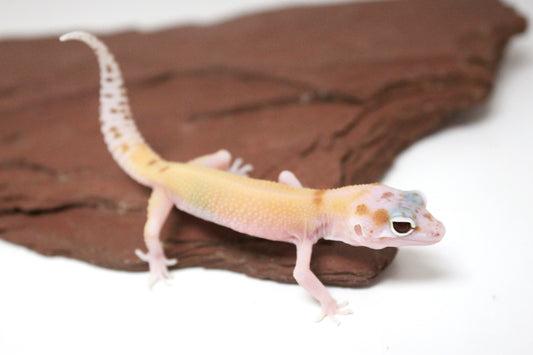 Mack Snow RAPTOR Leopard Gecko