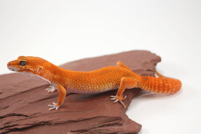 Blood Emerine Mandarin Leopard Gecko
