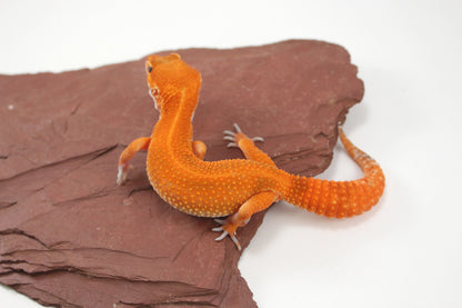 Blood Emerine Mandarin Leopard Gecko