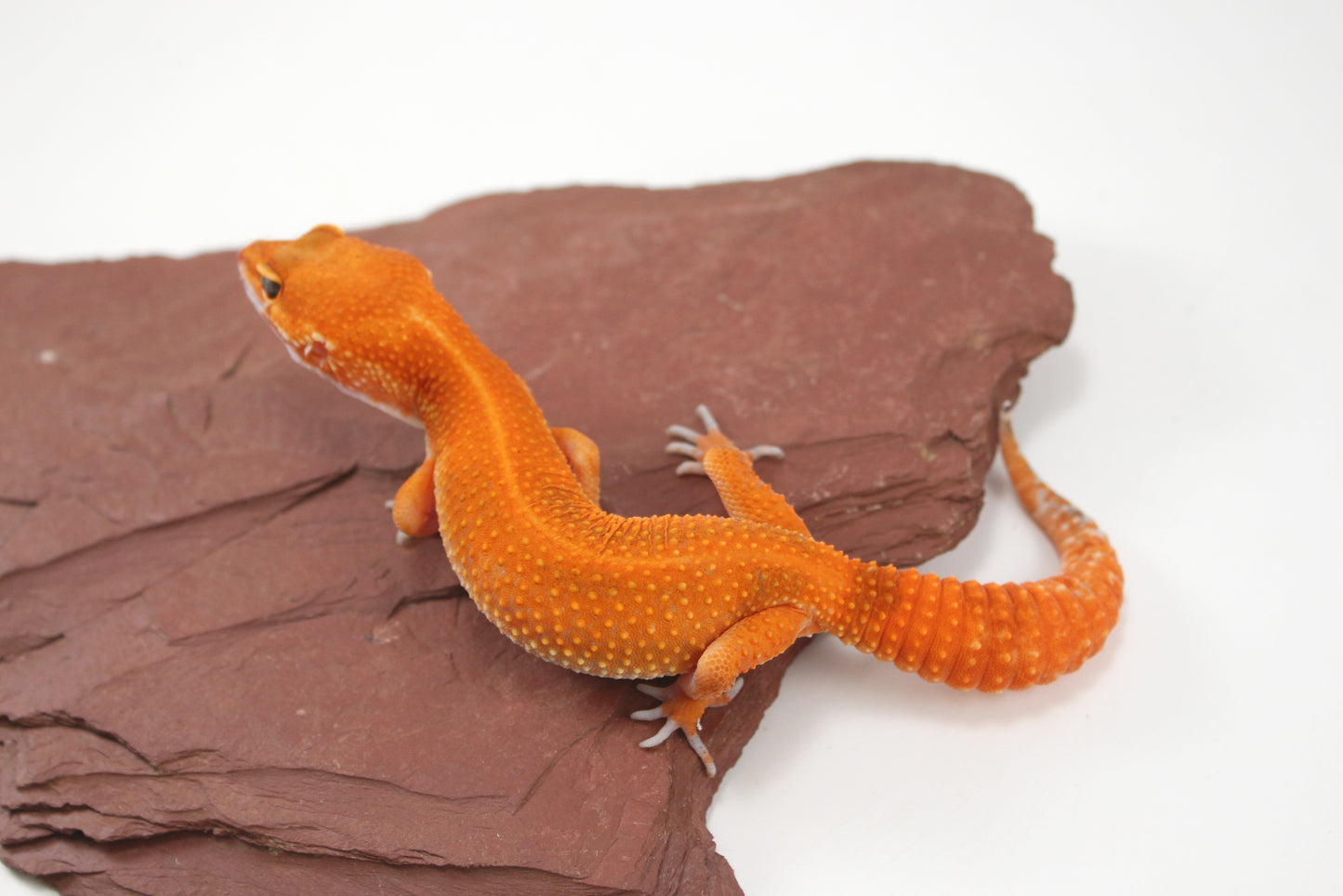 Blood Emerine Mandarin Leopard Gecko