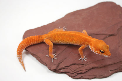 Blood Emerine Mandarin Leopard Gecko