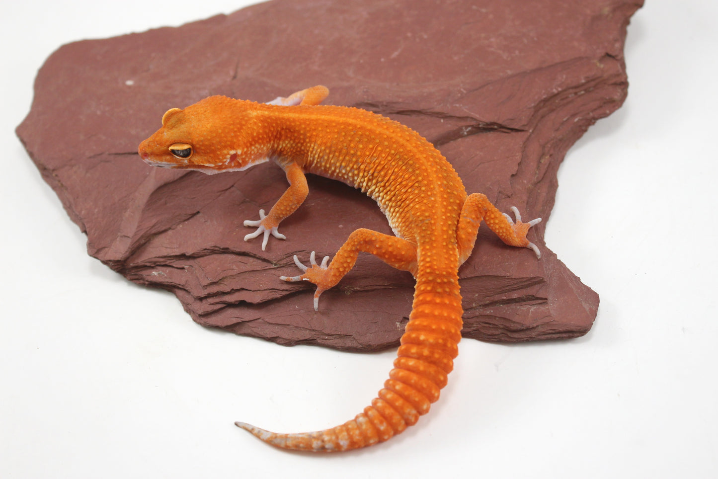 Blood Emerine Mandarin Leopard Gecko