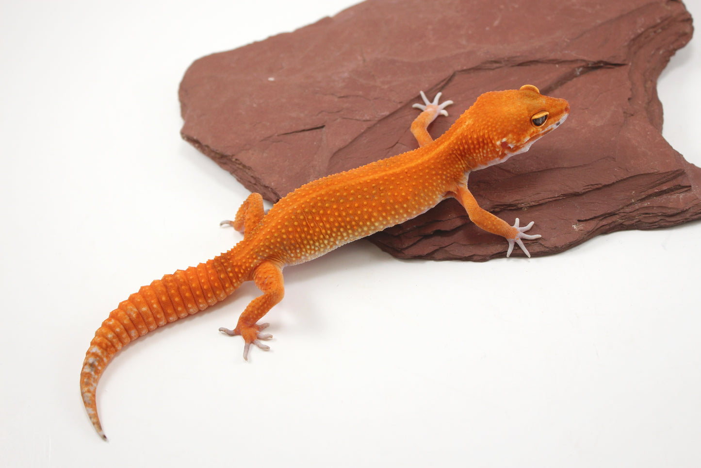 Blood Emerine Mandarin Leopard Gecko