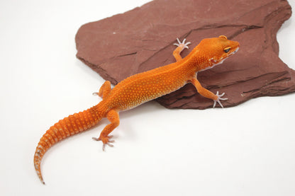 Blood Emerine Mandarin Leopard Gecko