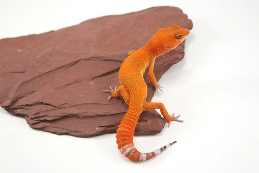 Blood Tangerine Mix Leopard Gecko