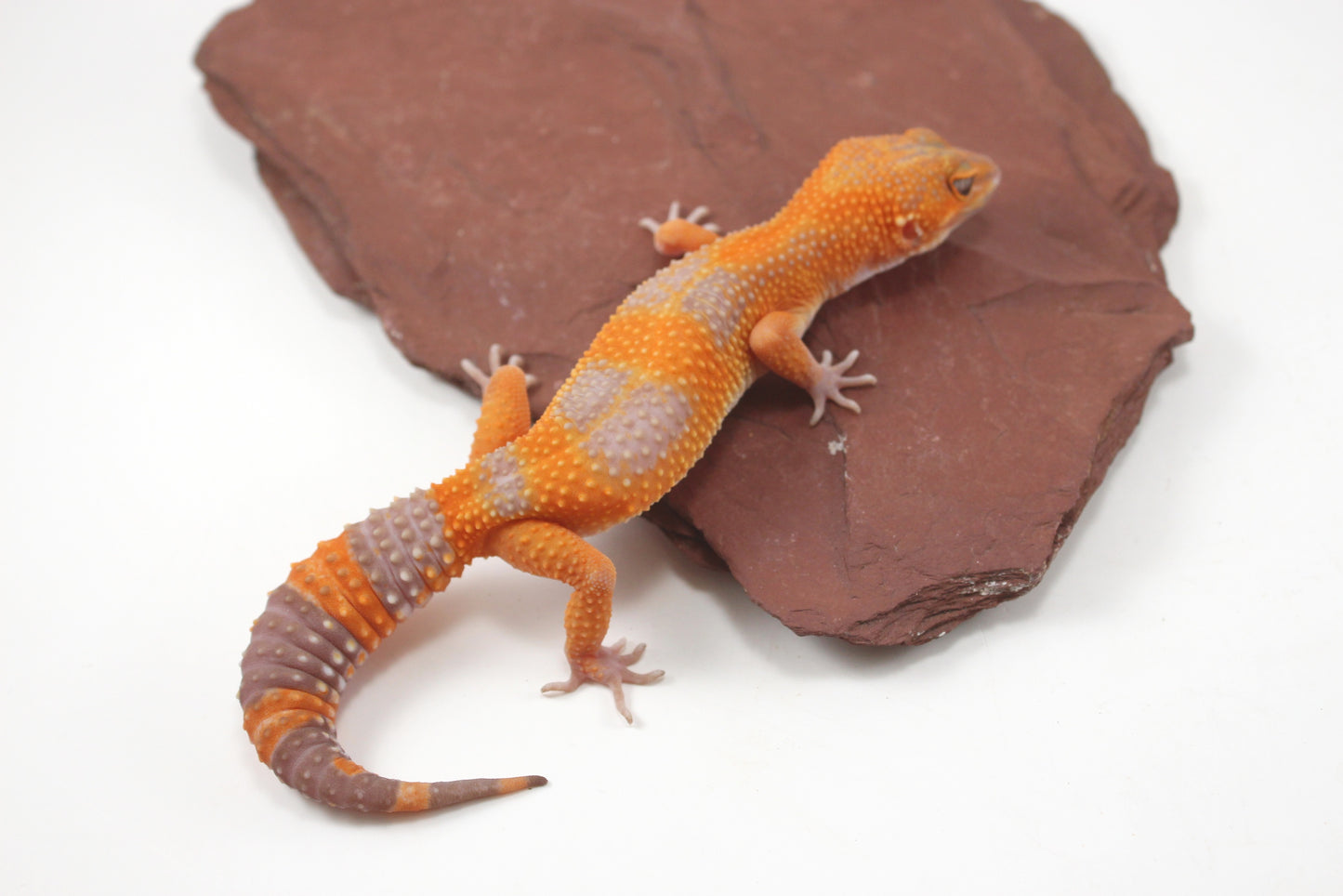 Tangerine Tremper Leopard Gecko