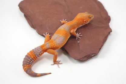 Tangerine Tremper Leopard Gecko
