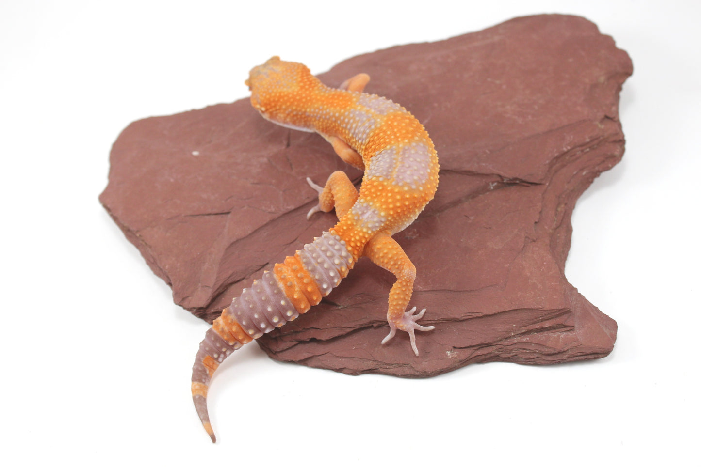 Tangerine Tremper Leopard Gecko