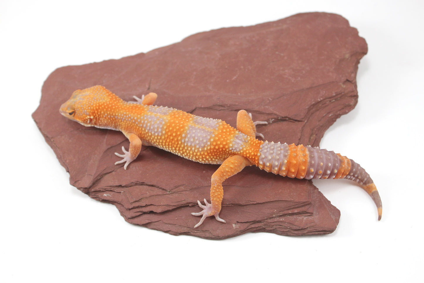 Tangerine Tremper Leopard Gecko