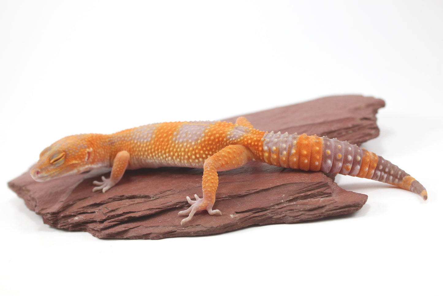 Tangerine Tremper Leopard Gecko