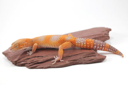 Tangerine Tremper Leopard Gecko