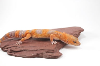 Tangerine Tremper Leopard Gecko