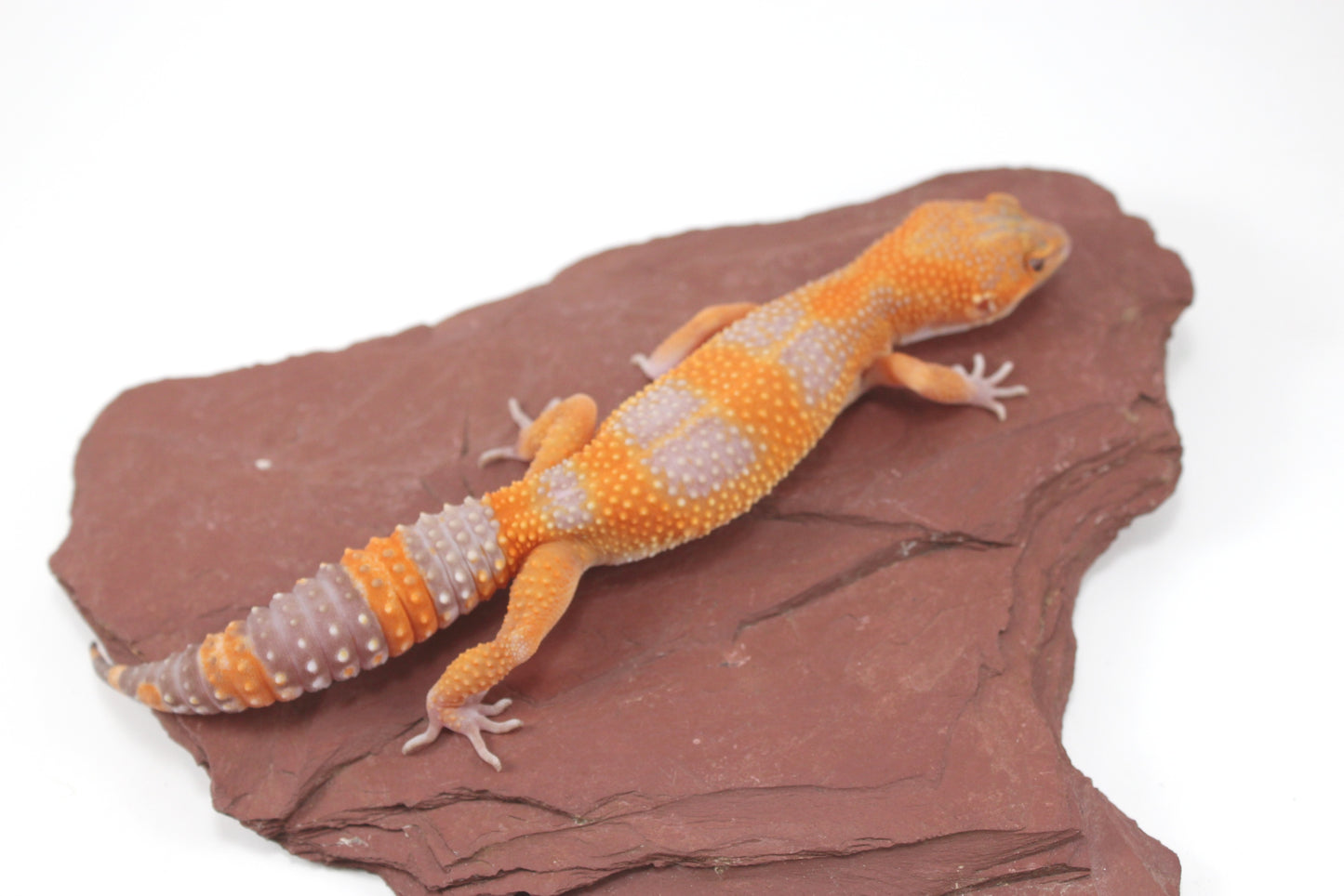 Tangerine Tremper Leopard Gecko