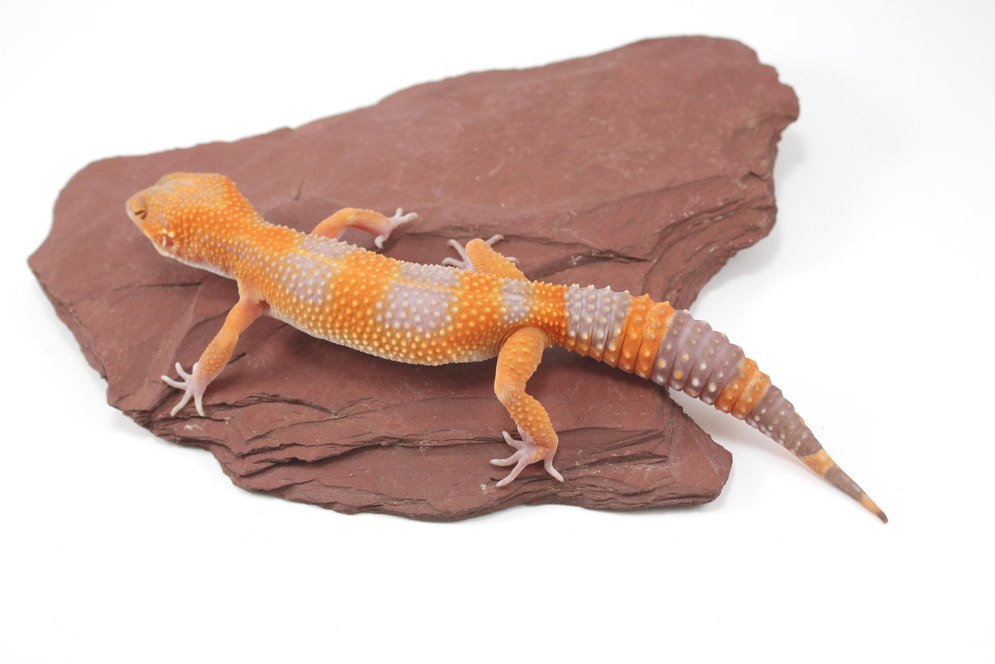 Tangerine Tremper Leopard Gecko