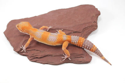 Tangerine Tremper Leopard Gecko
