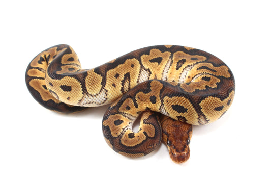 Yellow Belly Clown Ball Python