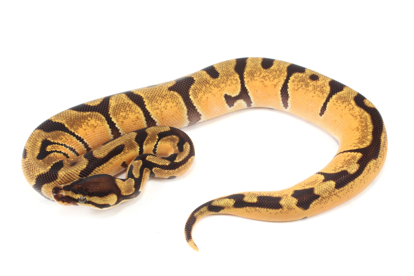 Orange Dream Enchi Yellow Belly Ball Python