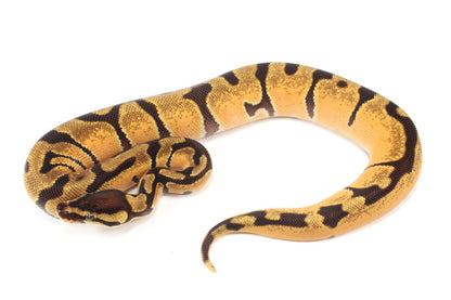 Orange Dream Enchi Yellow Belly Ball Python