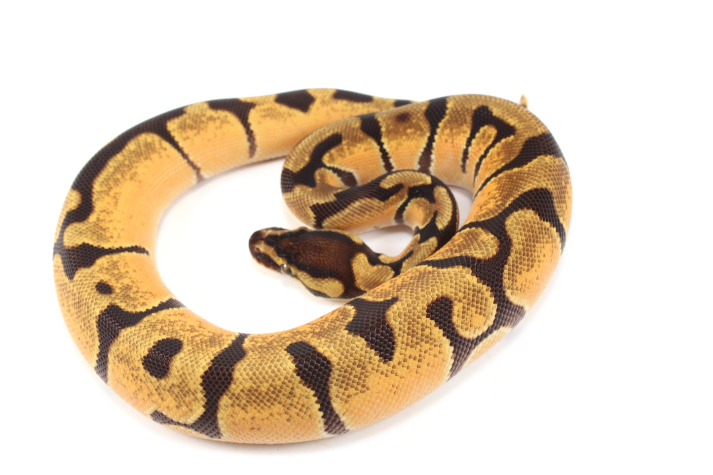 Orange Dream Enchi Yellow Belly Ball Python