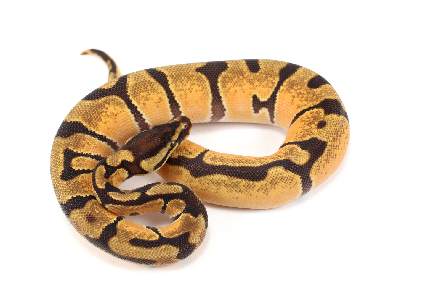 Orange Dream Enchi Yellow Belly Ball Python