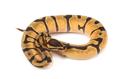 Orange Dream Enchi Yellow Belly Ball Python