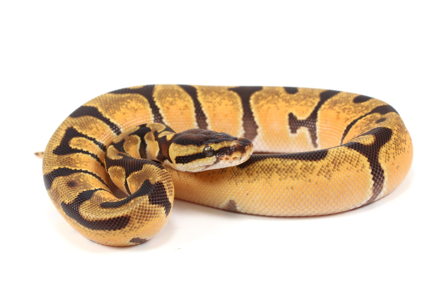 Orange Dream Enchi Yellow Belly Ball Python