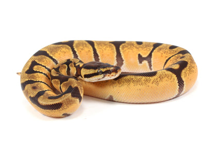 Orange Dream Enchi Yellow Belly Ball Python